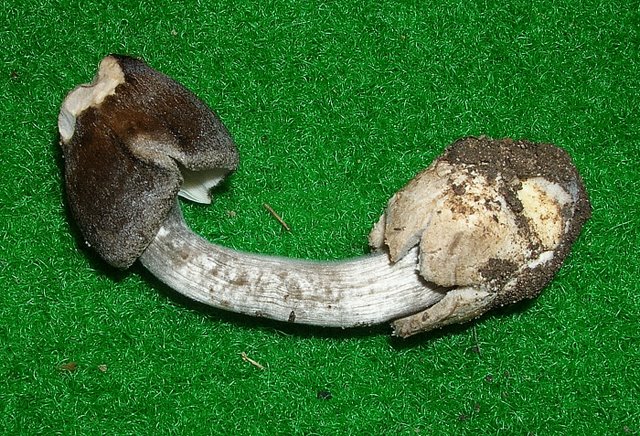 Volvariella  terrea  sp.nov.